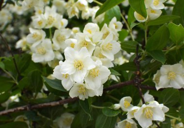 Bahçede bahar çiçek açıyor yasemin çalısı