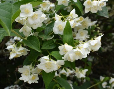 Bahçede bahar çiçek açıyor yasemin çalısı