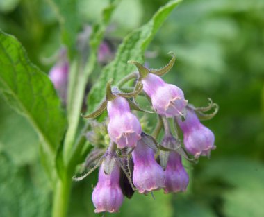 Çayırda, yabani otların arasında kuş (Symphytum officinale) çiçek açıyor.