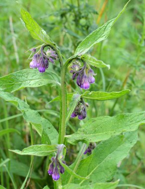 Çayırda, yabani otların arasında kuş (Symphytum officinale) çiçek açıyor.