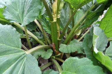 Rubarb açık organik topraklarda, bahçede yetişir..