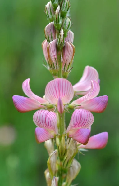 Ängen Bland Vilda Gräs Blommar Sainfoin Onobrychis — Stockfoto