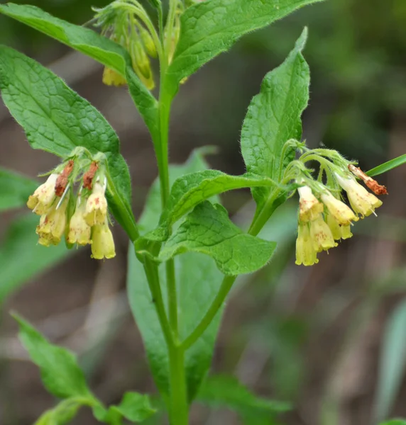 Yellow Comfrey Small Cupped Symphytum Microcalyx Blooms Forest Wild Grasses — Stock Photo, Image