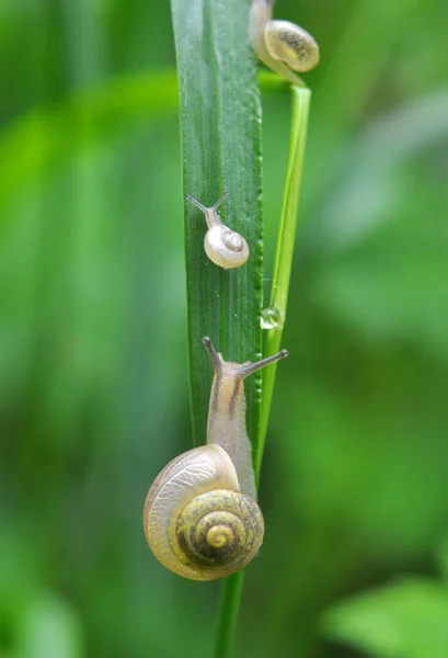 Snails Active Warm Season Living Wild — Stock Photo, Image