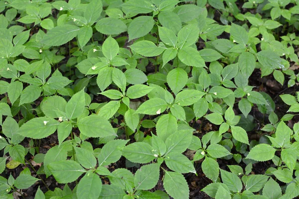 Verano Impatiens Parviflora Crece Naturaleza Bosque — Foto de Stock