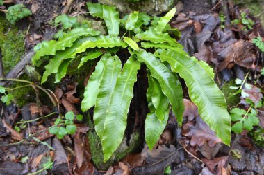 Vahşi doğada, Asplenium scolopendrium eğreltiotu ormanda yetişir.