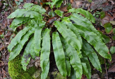 Vahşi doğada, Asplenium scolopendrium eğreltiotu ormanda yetişir.