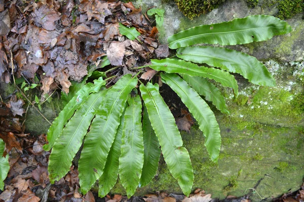 Dziczy Paprocie Asfaltu Scolopendrium Rosną Lesie — Zdjęcie stockowe