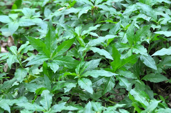 Musim Semi Alam Liar Mercurialis Perennis Tumbuh Hutan — Stok Foto