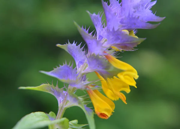 森の中の野生の春の花 Melampyrum Nemorosum — ストック写真