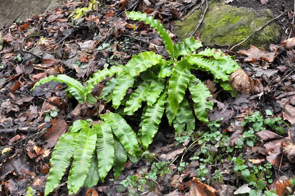 Naturaleza Los Helechos Asplenium Scolopendrium Crecen Bosque —  Fotos de Stock