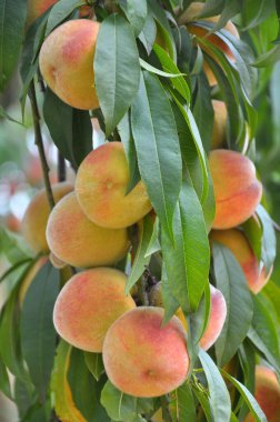 Yeşil yapraklı bir ağacın dalında olgun şeftali meyveleri yetişir.