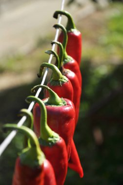 Kırmızı kırmızı biber kabloda kurur.