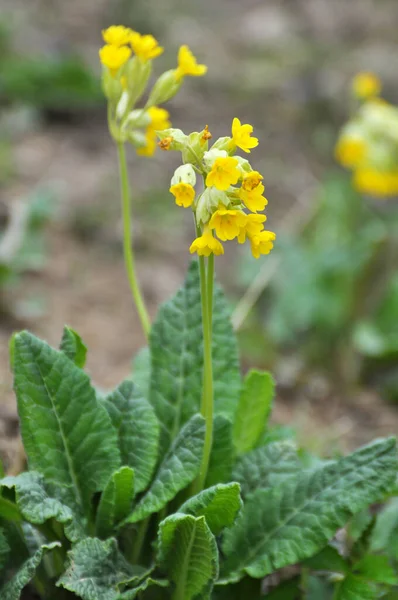 Primavera Prímula Primula Veris Floresce Natureza — Fotografia de Stock