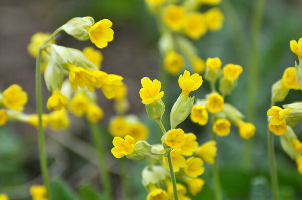Весной в дикой природе цветет первоцвет (Primula veris)