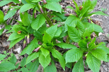 Ormandaki ilkbaharda nadir bulunan Scopolia Carniolica bitkisi çiçek açar.