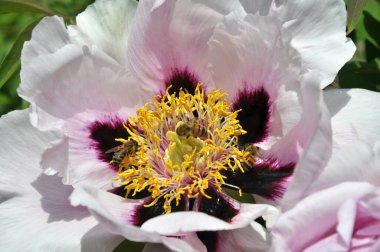 İlkbaharda bahçede çiçek açan şakayık ağacı gibi çiçek açar (Paeonia suffruticosa).