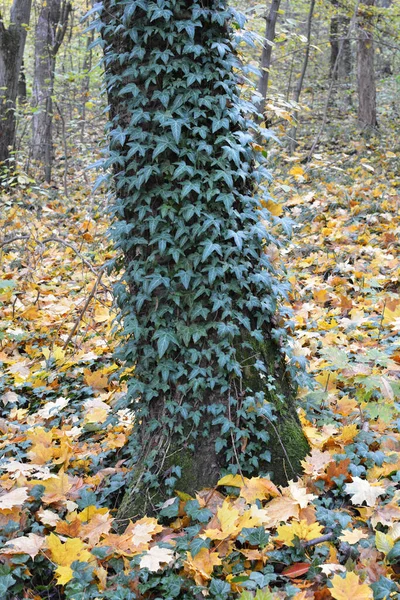 Ivy Hedera Helix Een Wilde Groenblijvende Klimplant Die Zich Uitstrekt — Stockfoto