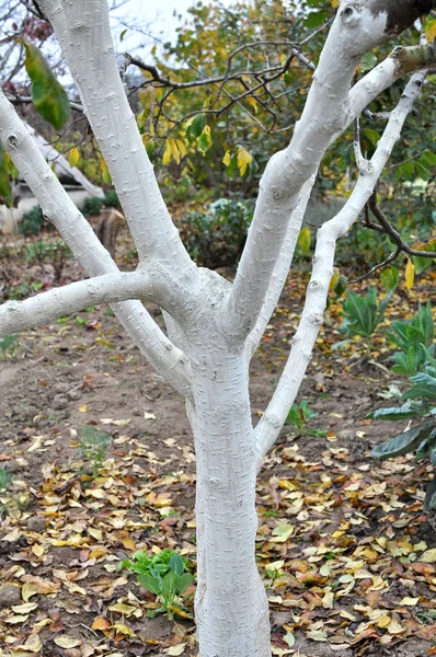 Autumn Whitewash Fruit Trees Orchard Protection Pests Sunburn — Stock Photo, Image