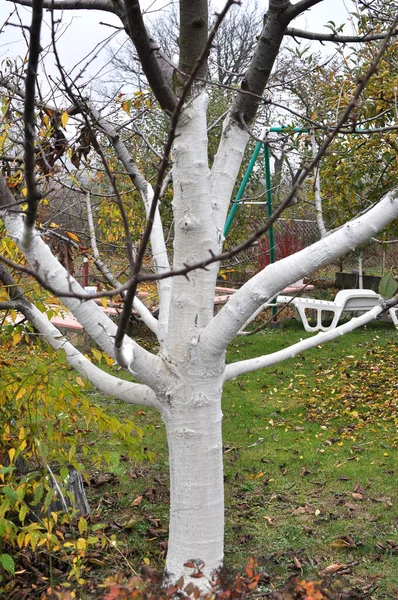 Jesienne Wybielanie Drzew Owocowych Sadzie Celu Ochrony Przed Szkodnikami Oparzeniami — Zdjęcie stockowe
