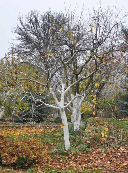 Autumn Whitewash Fruit Trees Orchard Protection Pests Sunburn — Stock Photo, Image