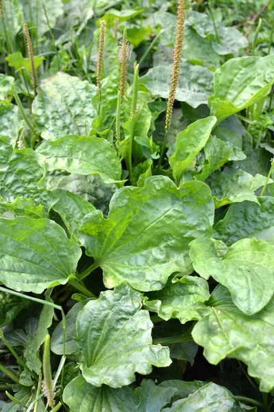 Nyáron Plantain Plantago Cornutii Vadonban — Stock Fotó