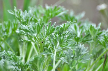 Acı pelin otu (Artemisia absinthium) vahşi doğada yetişir.