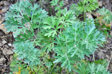 Acı pelin otu (Artemisia absinthium) vahşi doğada yetişir.