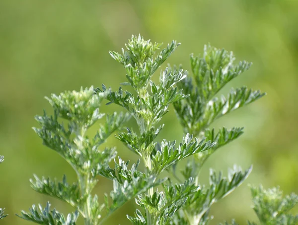 Горькая Полынь Artemisia Absinthium Куст Растет Дикой Природе — стоковое фото
