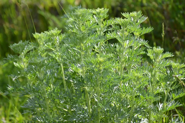 Acı Pelin Otu Artemisia Absinthium Vahşi Doğada Yetişir — Stok fotoğraf