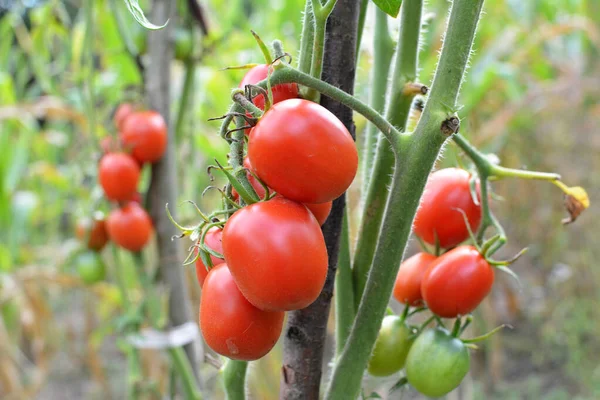 Los Tomates Cultivan Suelo Orgánico Abierto — Foto de Stock