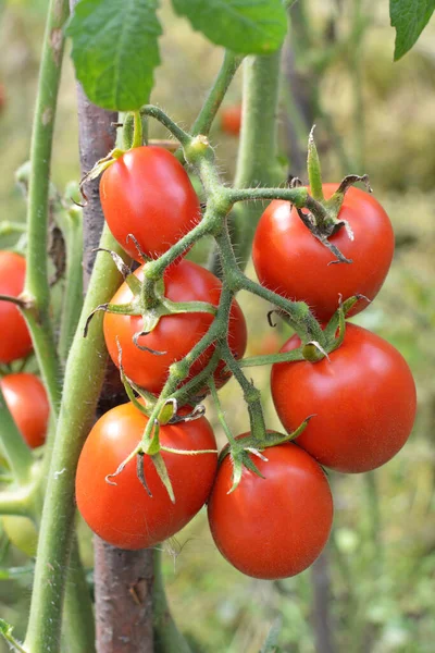 Tomaten Werden Offenem Bio Boden Angebaut — Stockfoto