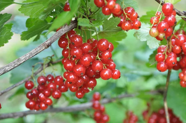 Sur Branche Baies Brousse Sont Mûrs Groseille Rouge Ribes Rubrum — Photo