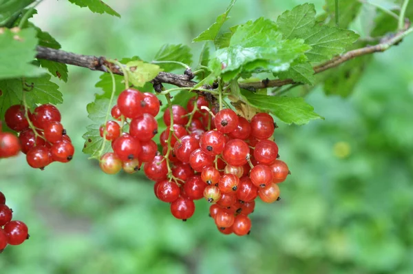 Gałęzi Jagody Krzewu Dojrzałe Czerwona Porzeczka Ribes Rubrum — Zdjęcie stockowe