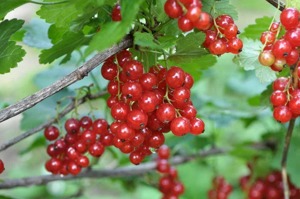 Ramo Arbusto Bagas São Groselha Vermelha Madura Ribes Rubrum — Fotografia de Stock