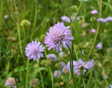 Knautia arvensis grows among grasses in the wild clipart