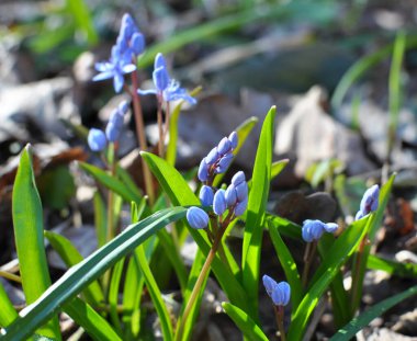 İlkbaharda vahşi ormanda karlar açar bifoliat (Scilla bifolia)