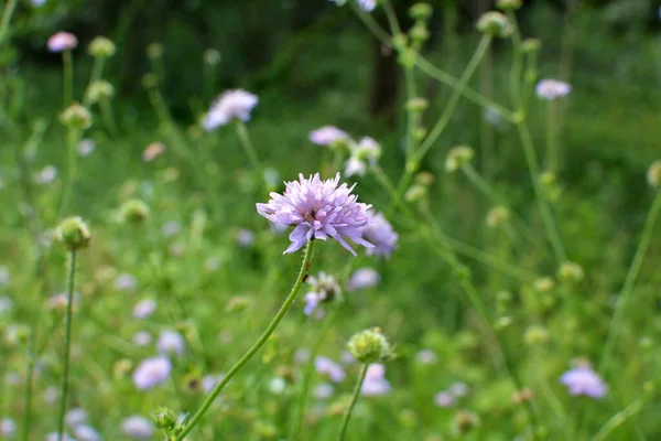 Knautia Arvensis Grows Grasses Wild — Stock Photo, Image