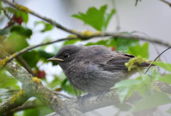 Freier Wildbahn Sitzt Auf Einem Ast Ein Junger Vogel Phoenicurus — Stockfoto