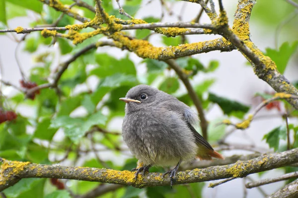 Freier Wildbahn Sitzt Auf Einem Ast Ein Junger Vogel Phoenicurus — Stockfoto