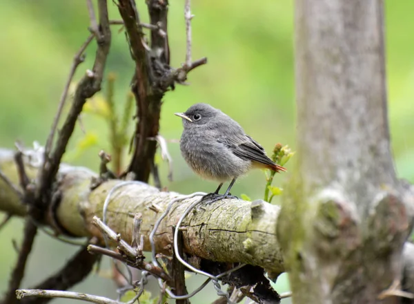 Freier Wildbahn Sitzt Auf Einem Ast Ein Junger Vogel Phoenicurus — Stockfoto