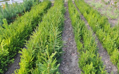 Orman ağaçlarının tohumdan yetiştiği fidanlık.