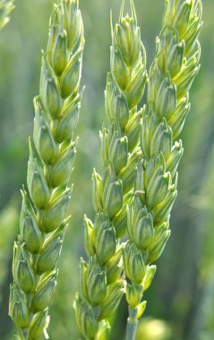 Genç yeşil buğdayların dikenleriyle çevrili bir tarlada