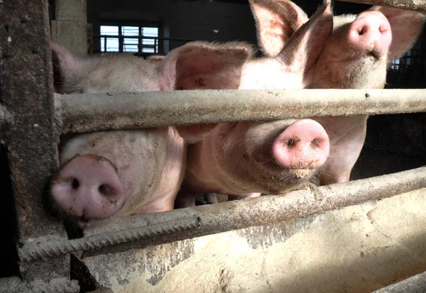 Uma Fazenda Agricultor Alimenta Porcos Para Venda — Fotografia de Stock