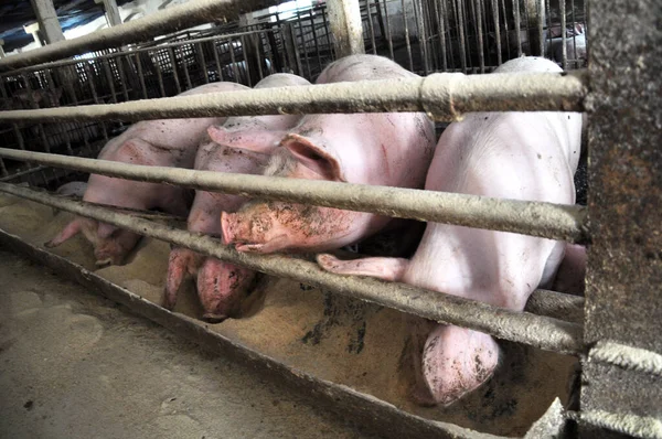 Dans Une Ferme Agriculteurs Nourrit Les Porcs Vendre — Photo