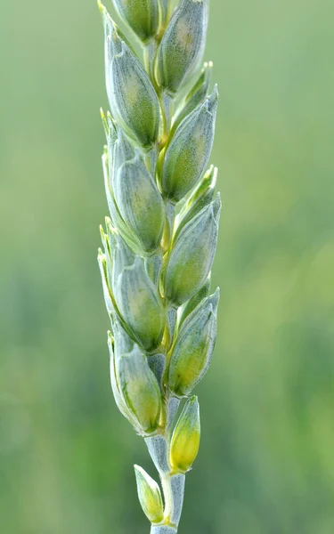 Farm Field Close Spikelets Young Green Wheat — Stock Photo, Image