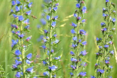 Doğada, yabani otların arasında Echium vulgare çiçek açar.