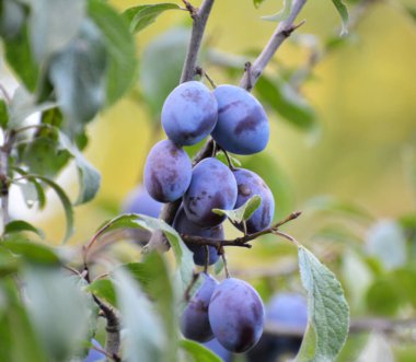 Bahçede olgun eriklerin dalında