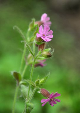 Sessiz büyür ilkbaharda vahşi doğada