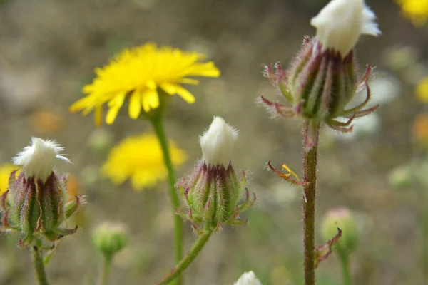 Crepis Foetida Wächst Sommer Freier Wildbahn — Stockfoto